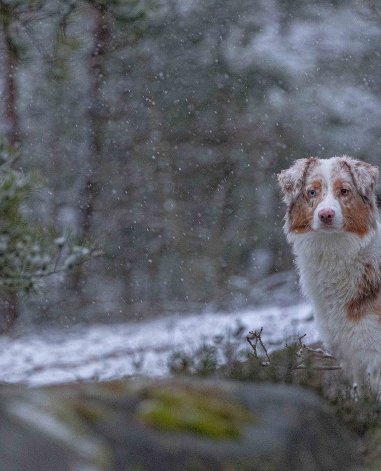 Australian Shepherd - Kira