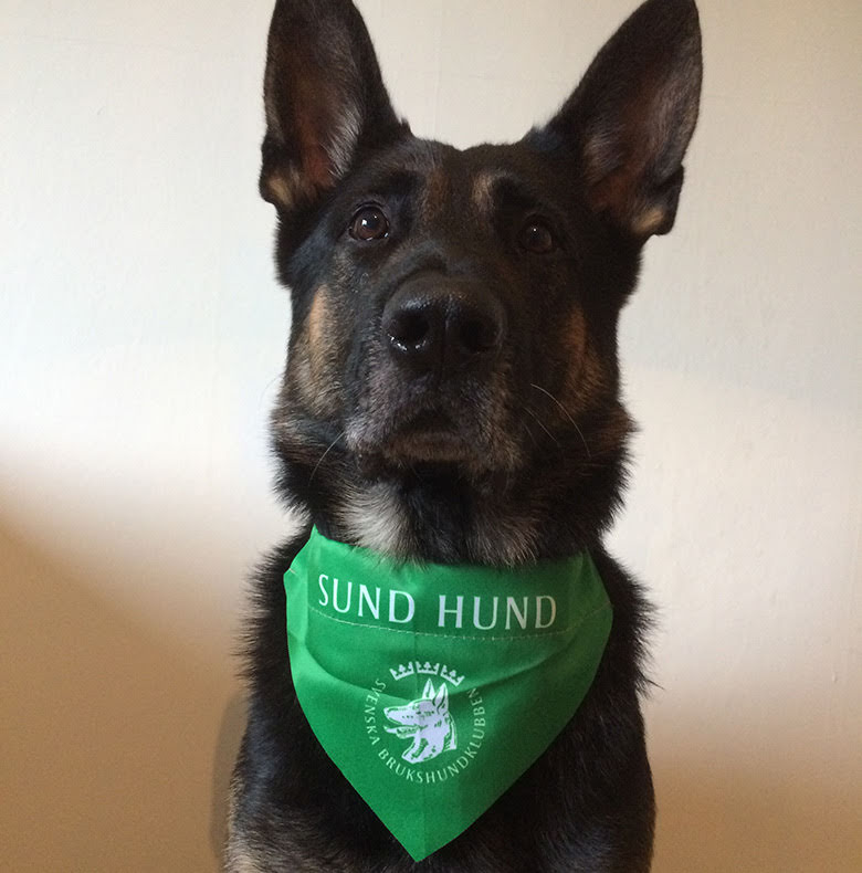 Grön Scarf Sundmedhund