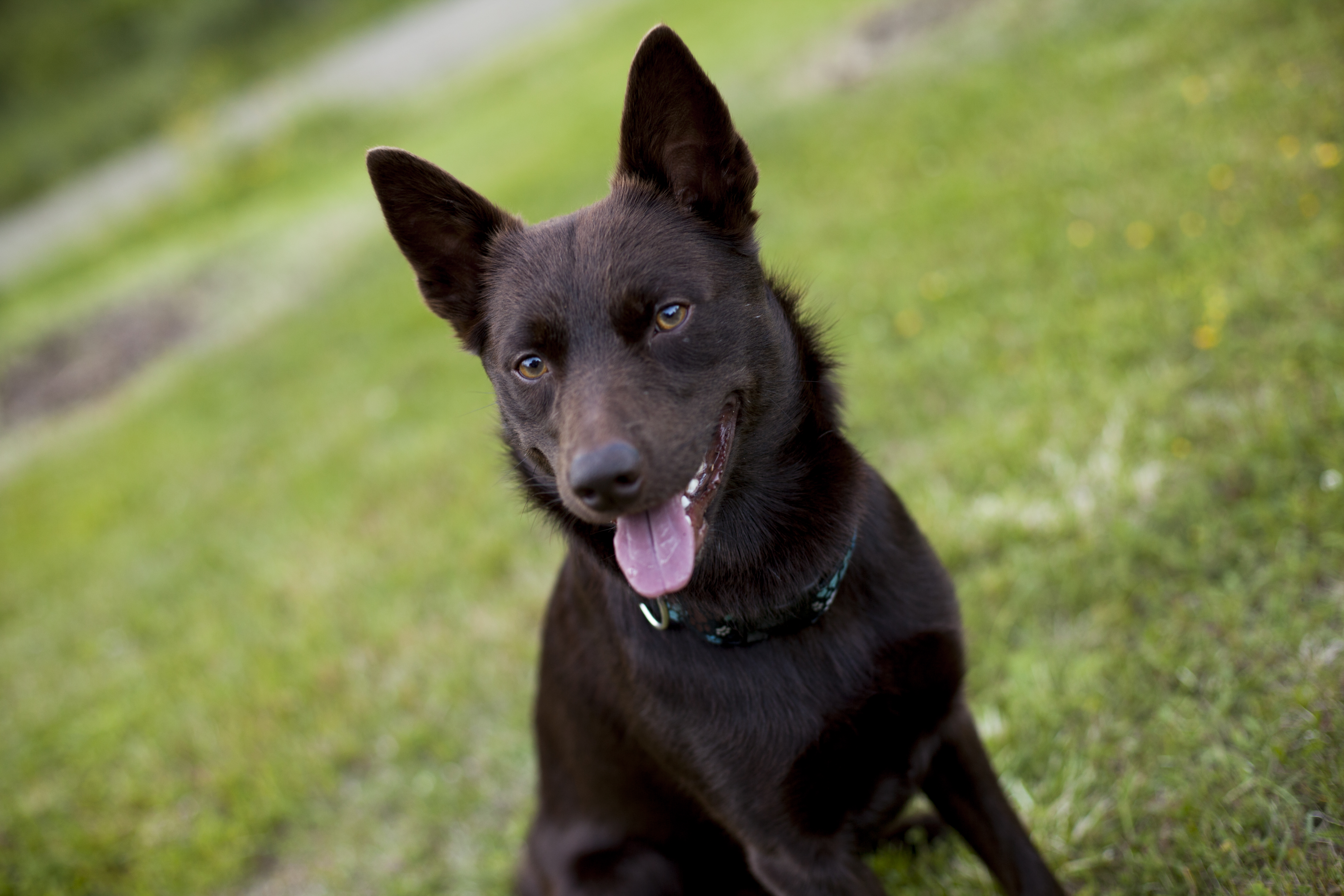 Brun hund tittar in i kameran