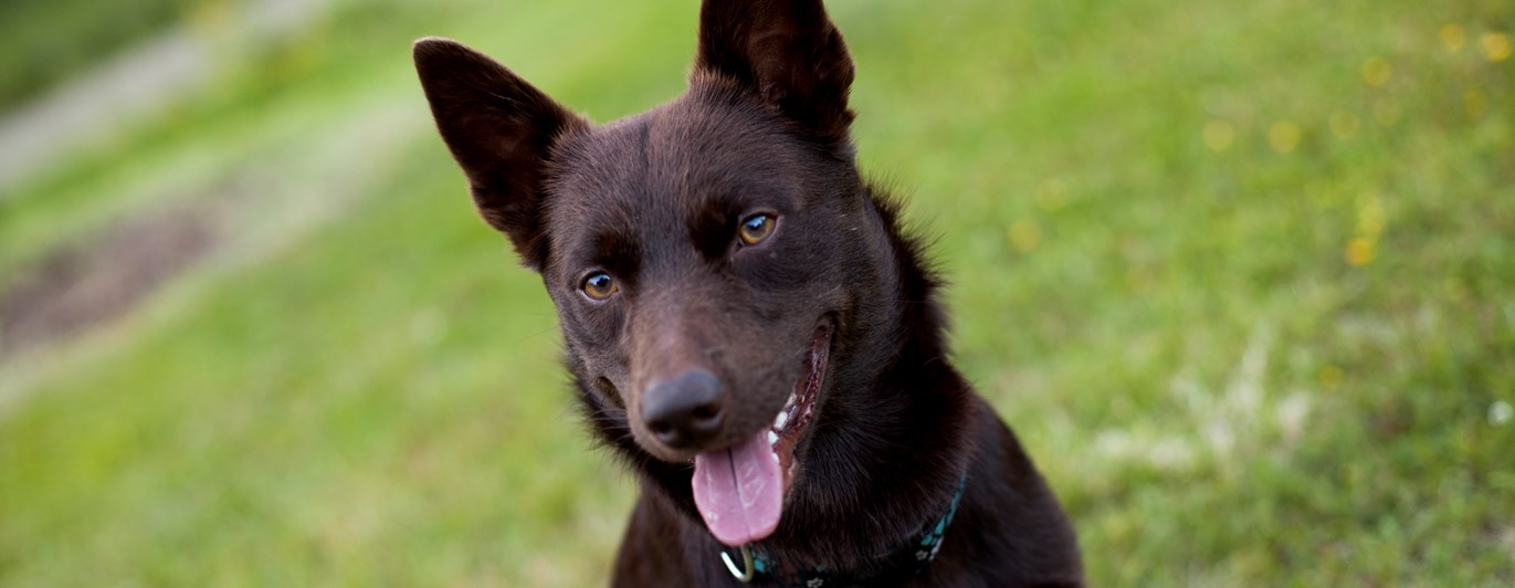 Brun hund tittar in i kameran