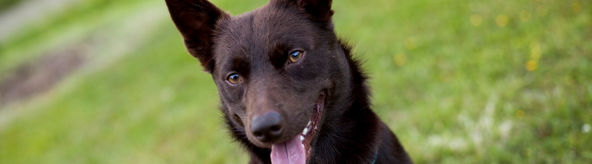 Brun hund tittar in i kameran