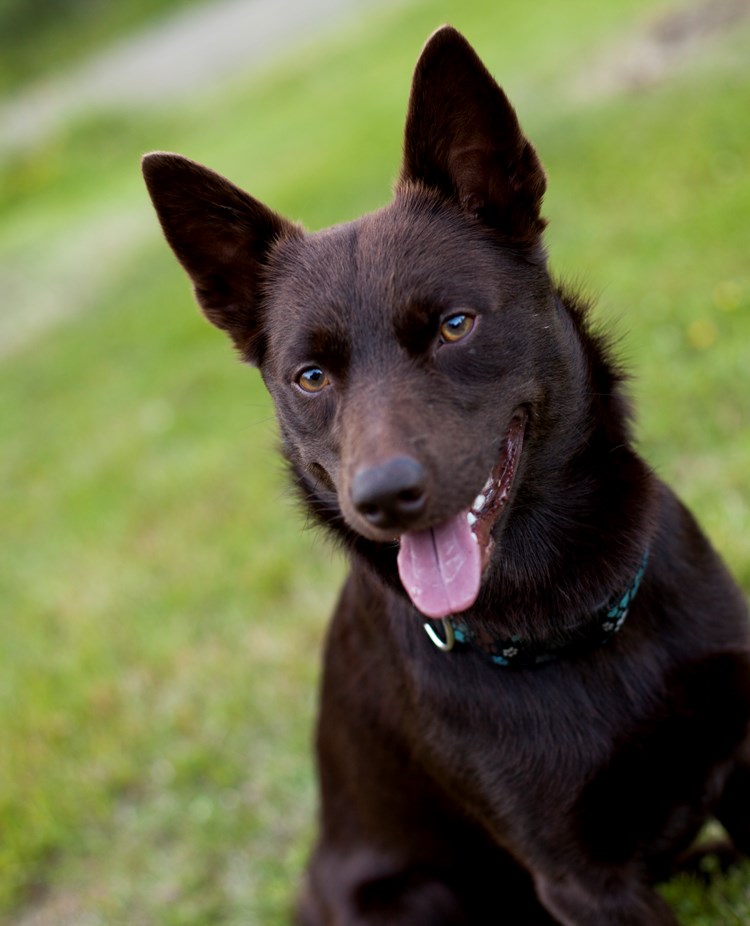 Brun hund tittar in i kameran