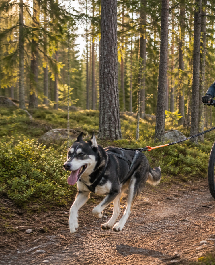 Draghund framför kickbike