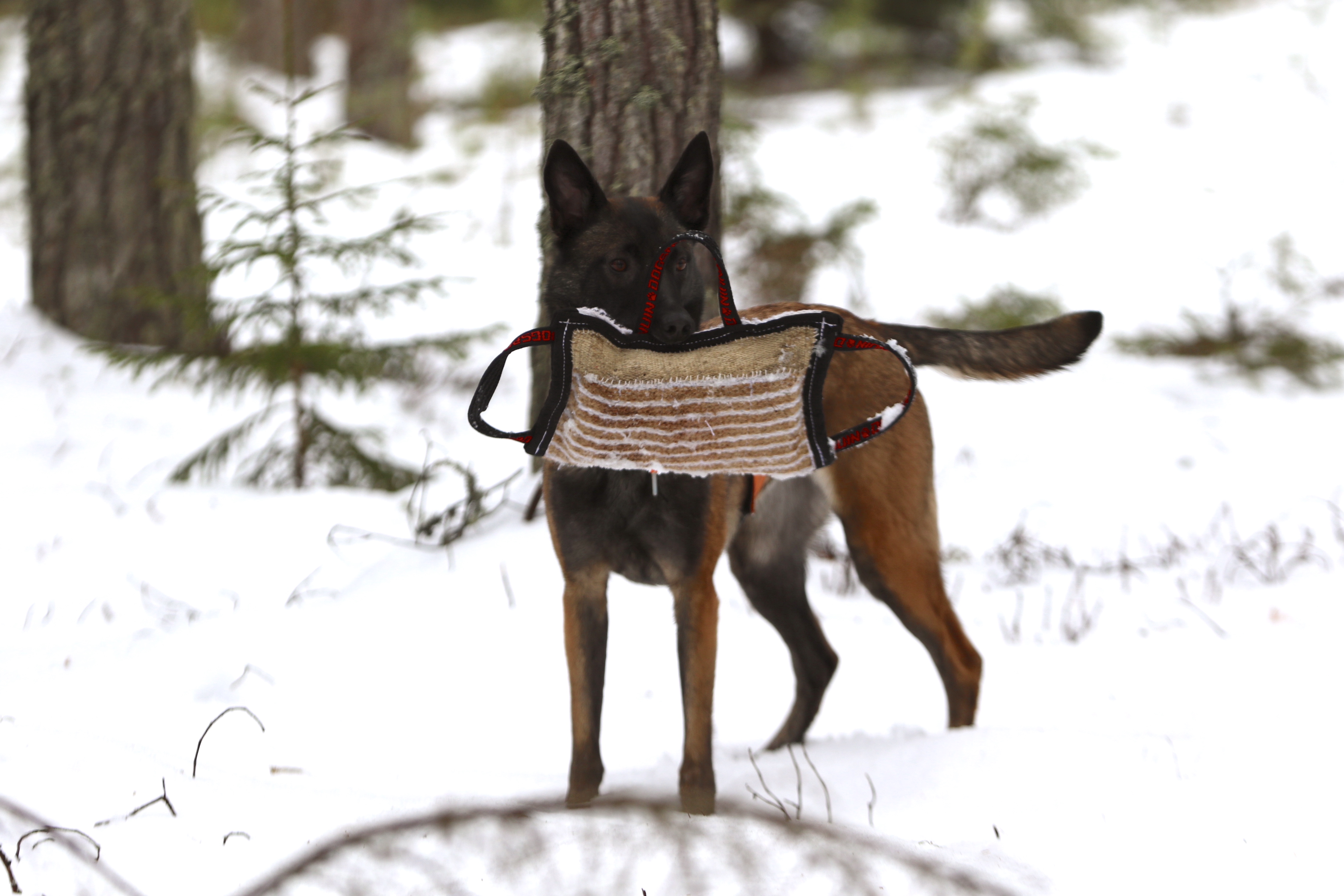 Nedansiljans brukshundsklubb