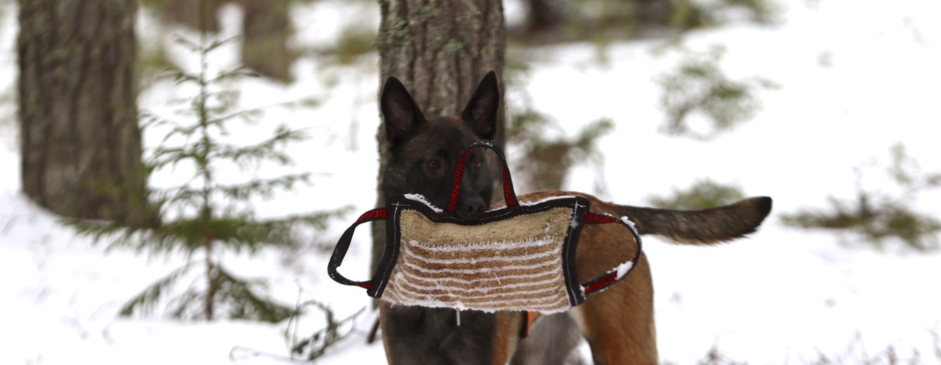 Nedansiljans brukshundsklubb