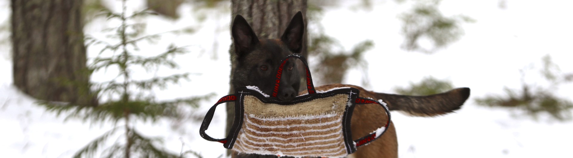 Nedansiljans brukshundsklubb