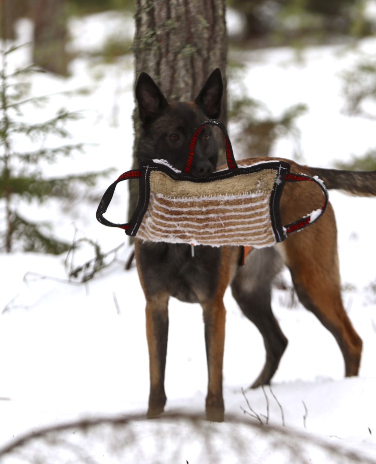 Nedansiljans brukshundsklubb