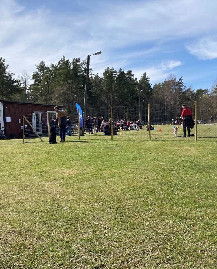 Röd klubbstuga med gräsplan framför. Många människor och hundar.