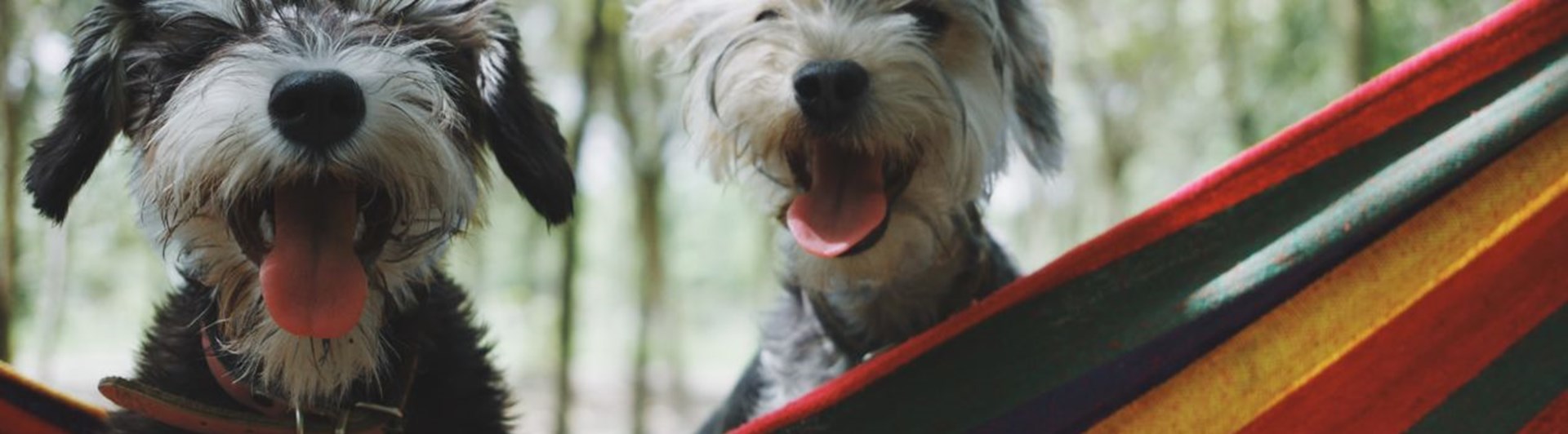 Ansiktet på två lurviga hundar