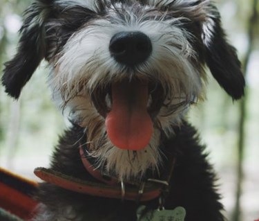 Ansiktet på två lurviga hundar