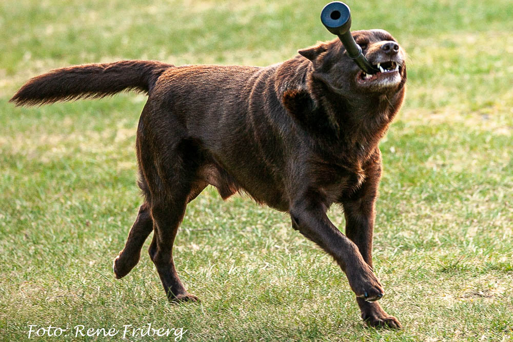 Kelpie som har en leksak i munnen