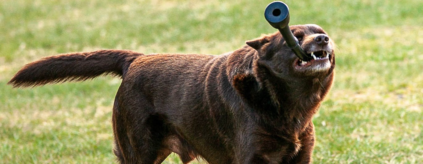 Kelpie som har en leksak i munnen