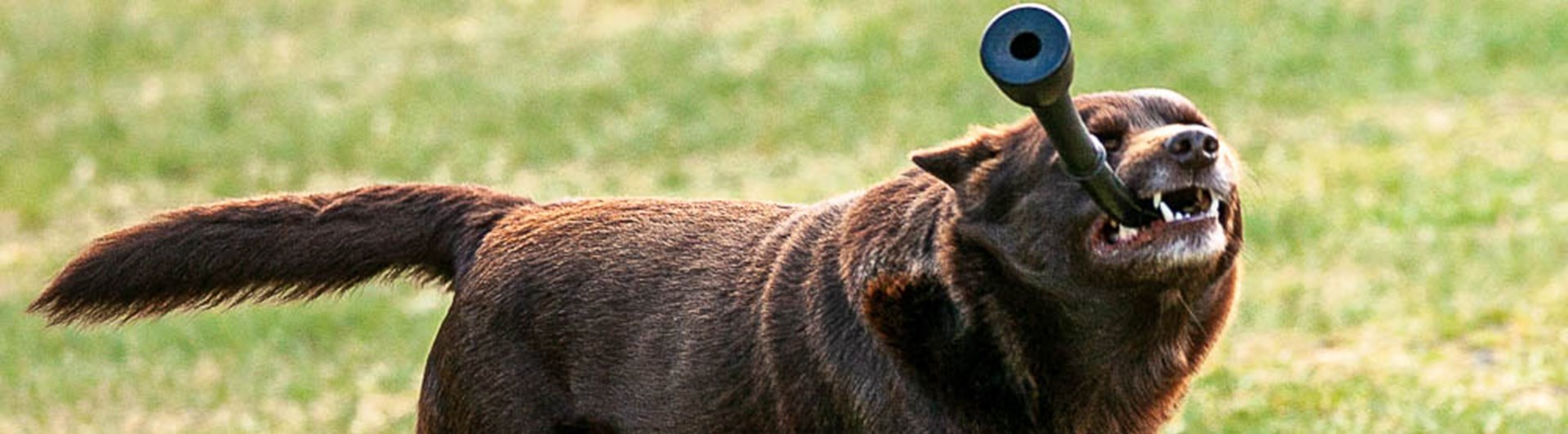 Kelpie som har en leksak i munnen