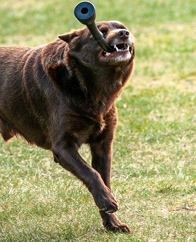 Kelpie som har en leksak i munnen