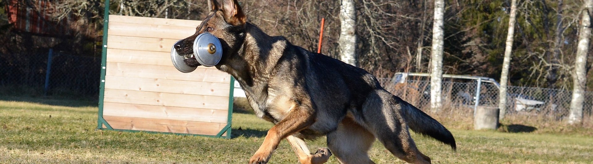 Schäfer som apporterar metallapport