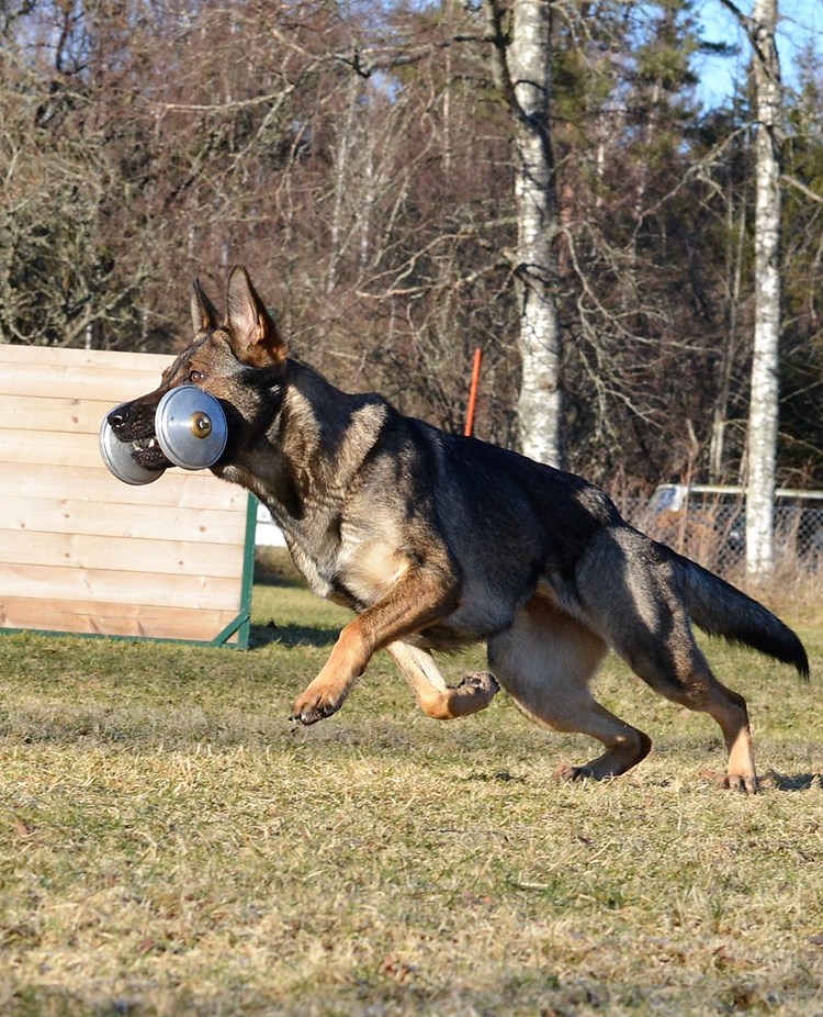 Schäfer som apporterar metallapport