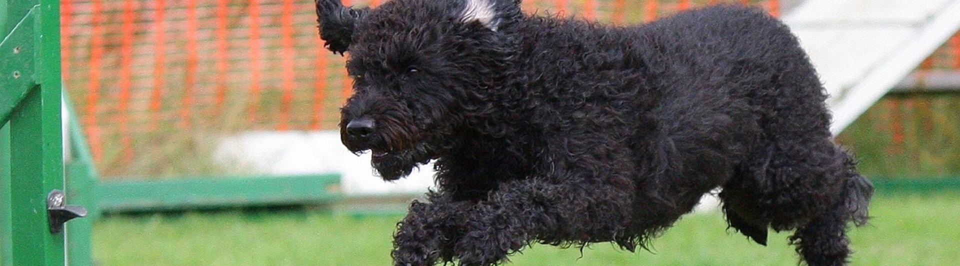 Svart Pumi som hoppar över hinder