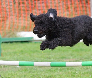 Svart Pumi som hoppar över hinder