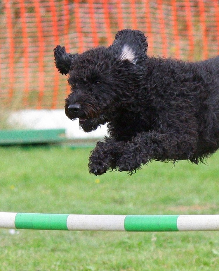 Svart Pumi som hoppar över hinder