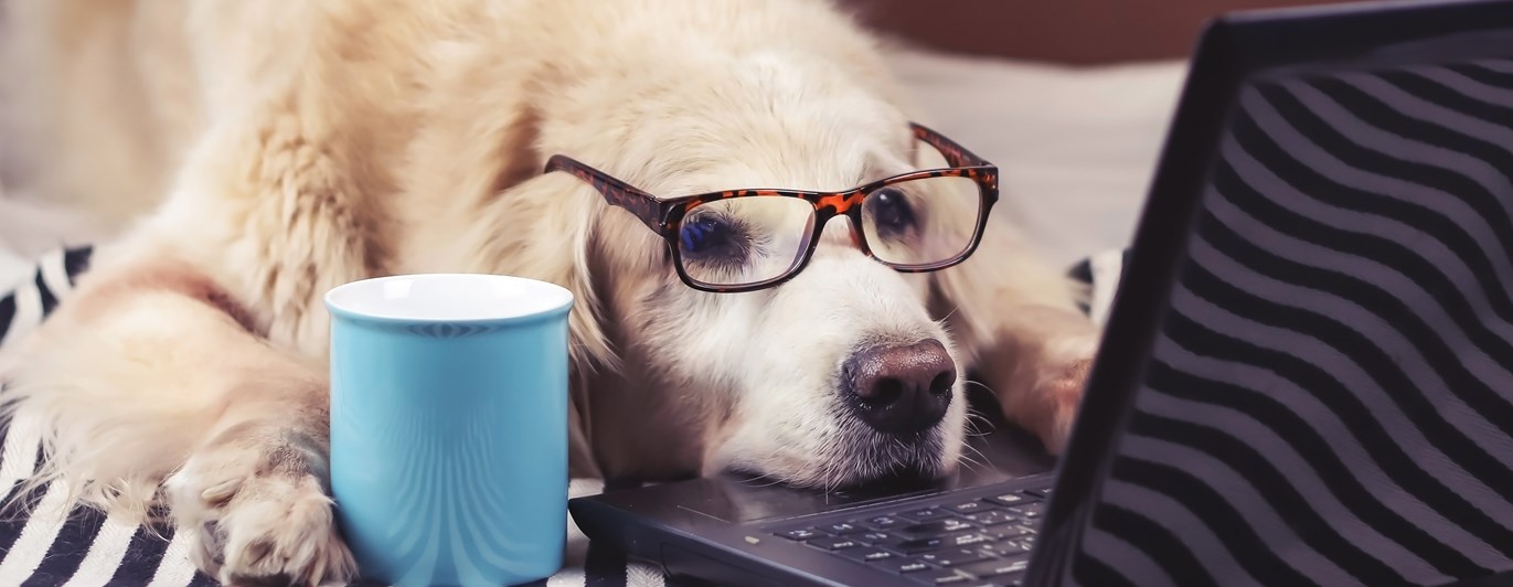 Golden retriever framför dator