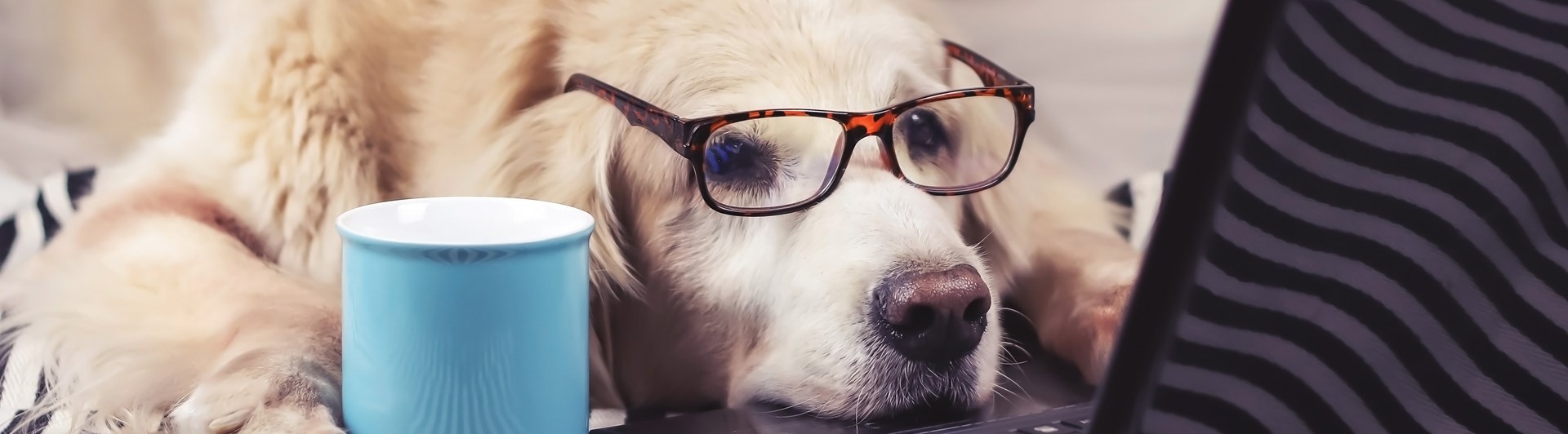 Golden retriever framför dator