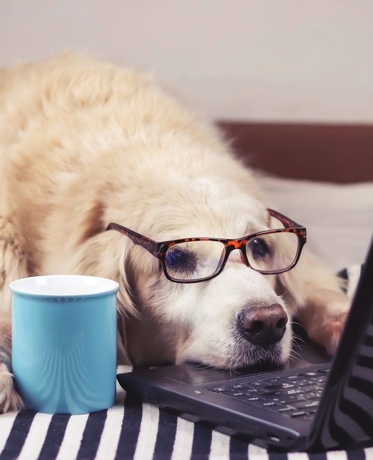 Golden retriever framför dator