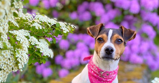 Dansk-svensk gårdshund med rosa halsband och rosa bandana sittande på stenar, omringad av färgglada blommor
