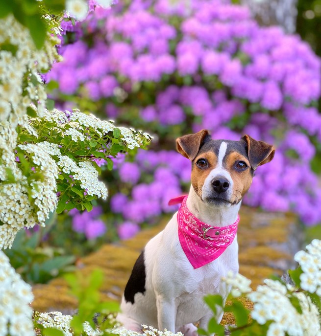 Dansk-svensk gårdshund med rosa halsband och rosa bandana sittande på stenar, omringad av färgglada blommor