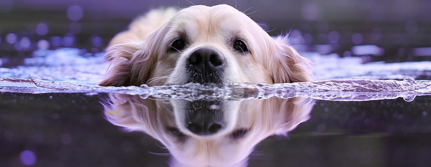 Ledig jobb på Svenska Brukshundklubben