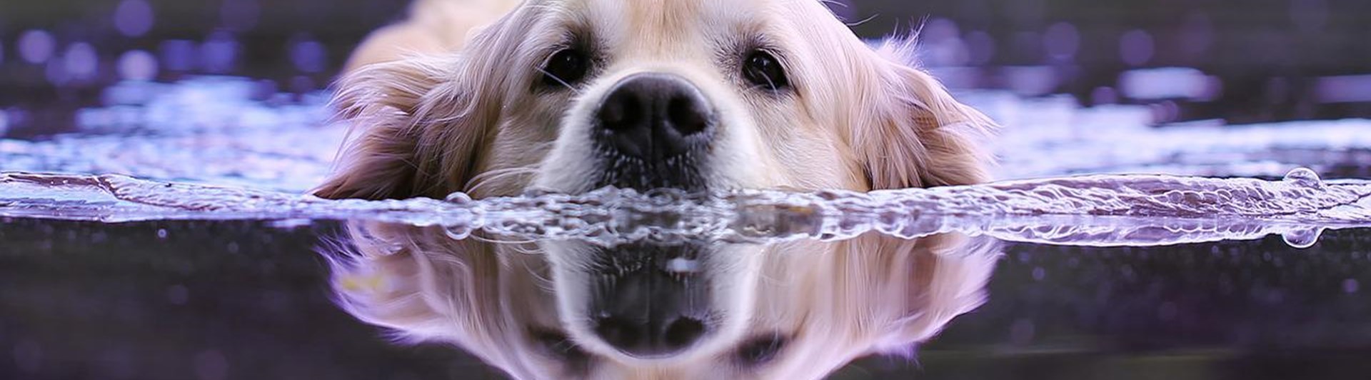 Ledig jobb på Svenska Brukshundklubben