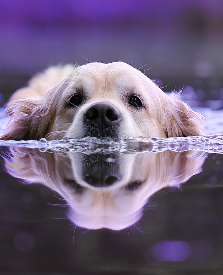 Ledig jobb på Svenska Brukshundklubben