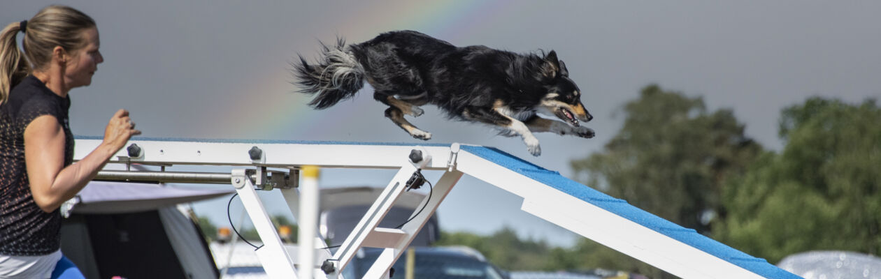 Hund springer över ett agilityhinder