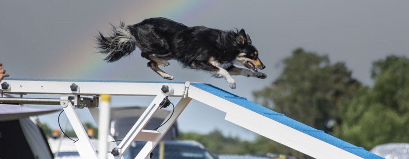 Hund springer över ett agilityhinder