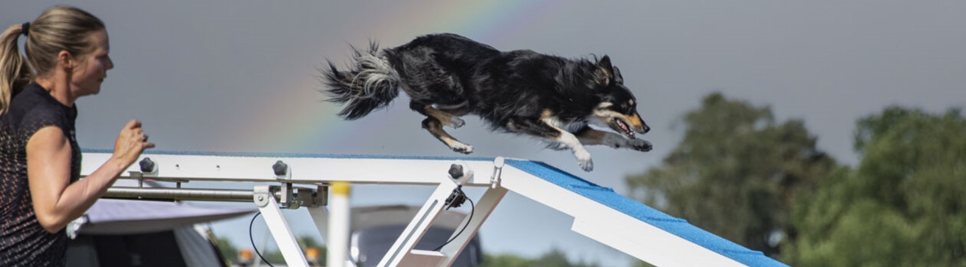 Hund springer över ett agilityhinder