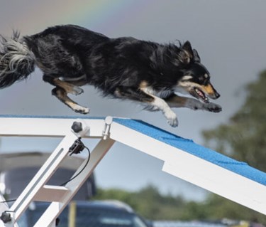 Hund springer över ett agilityhinder