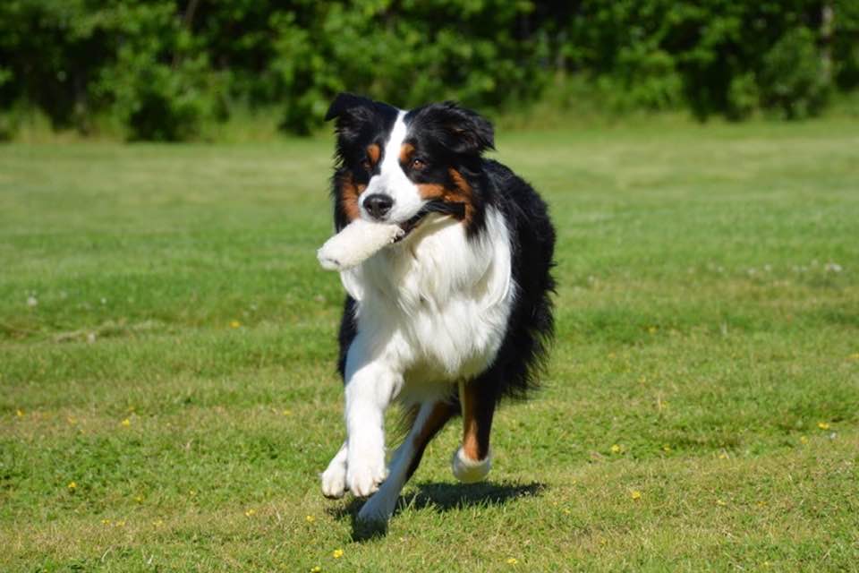 Vybild lydnadträning