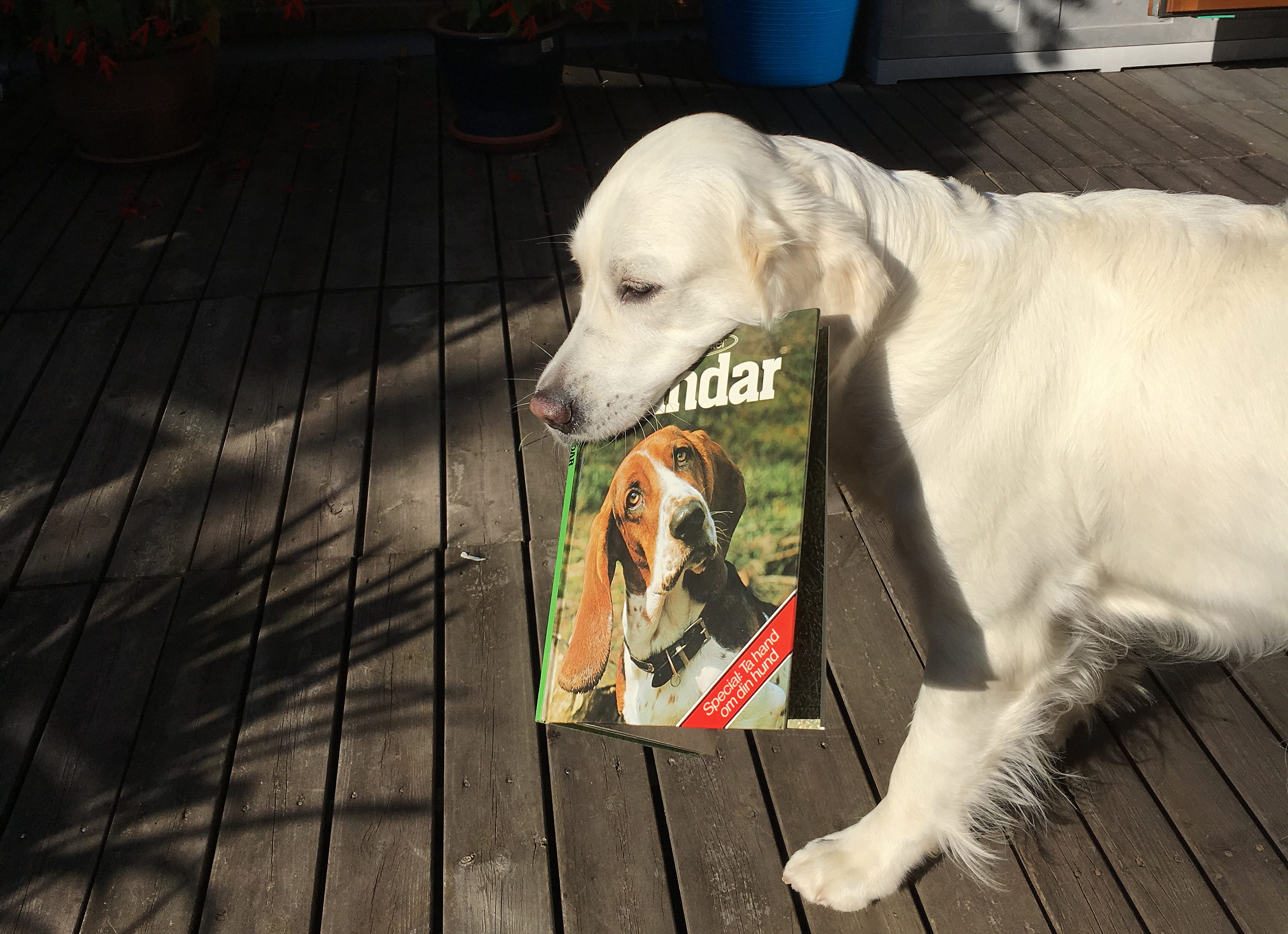 Golden retriever kommer gående med en stor hundbok i munnen.