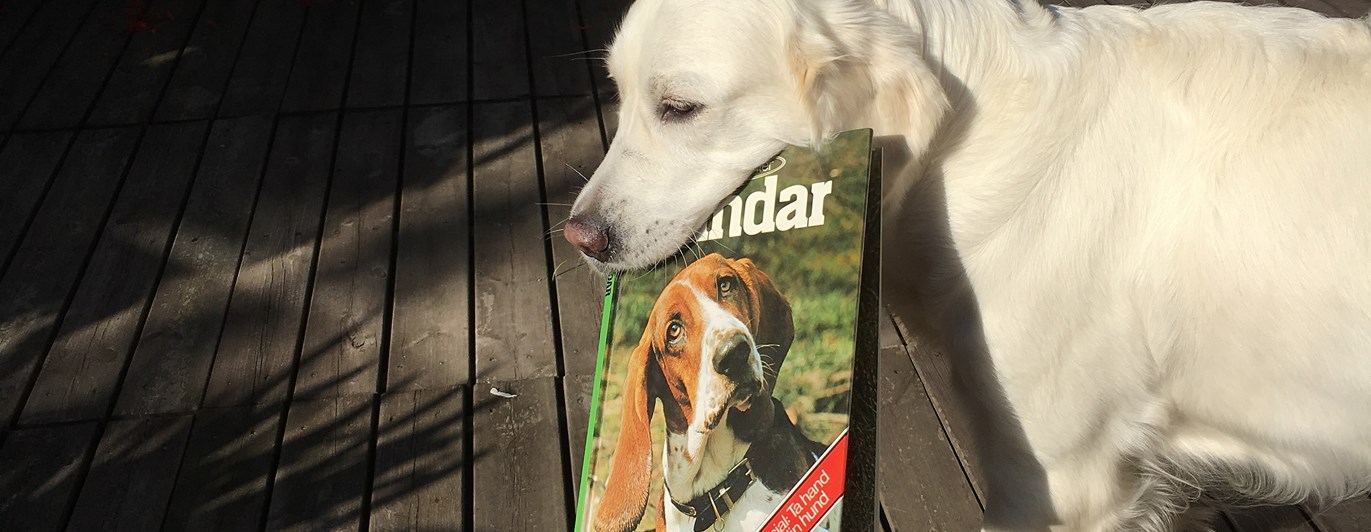 Golden retriever kommer gående med en stor hundbok i munnen.