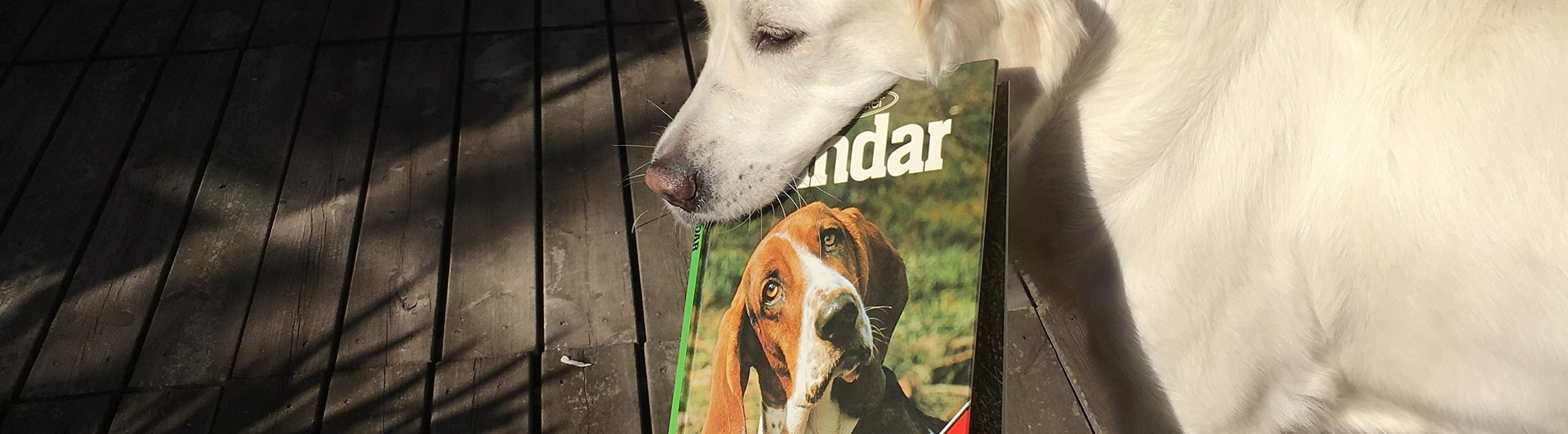 Golden retriever kommer gående med en stor hundbok i munnen.