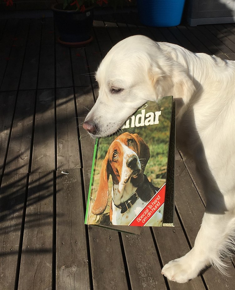 Golden retriever kommer gående med en stor hundbok i munnen.