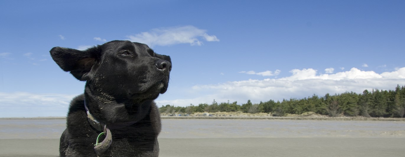 Hund som ligger på en strand.