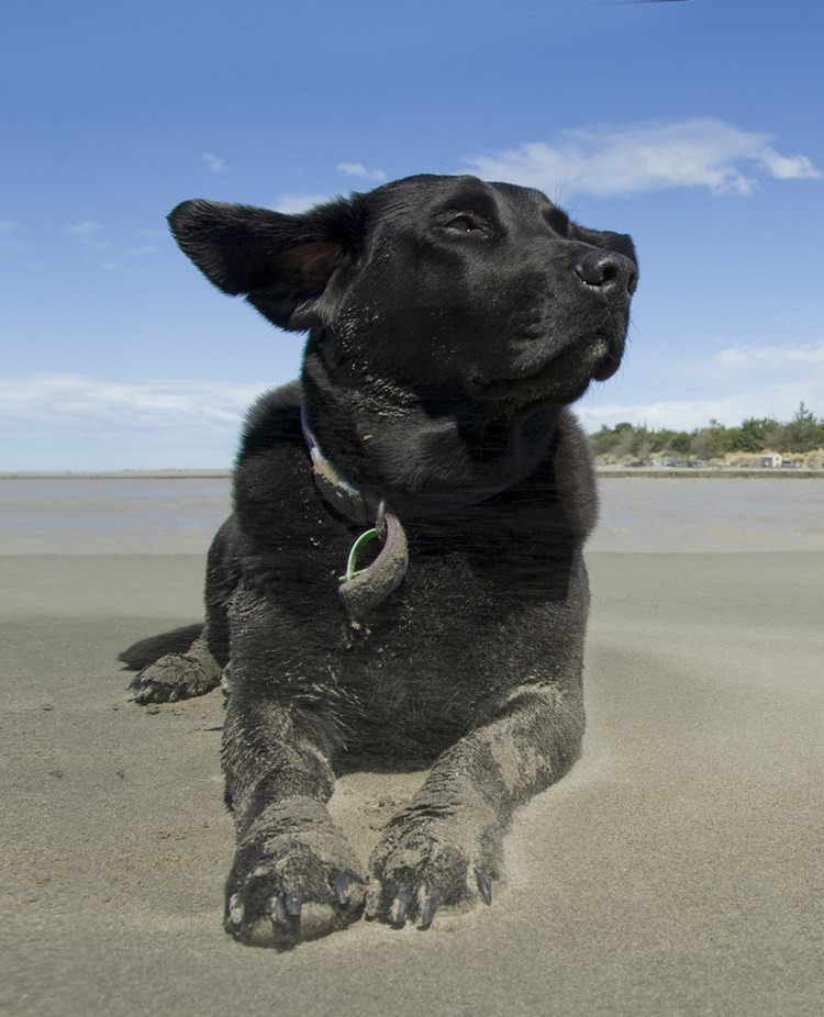 Hund som ligger på en strand.