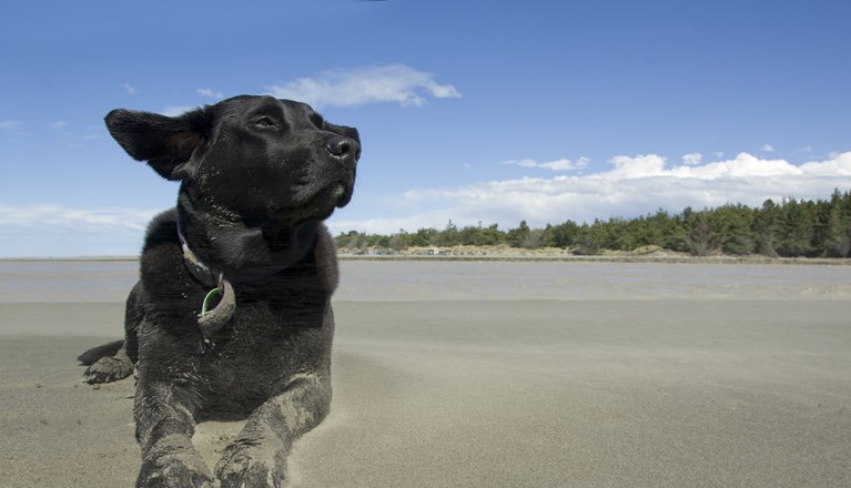 Hund som ligger på en strand.