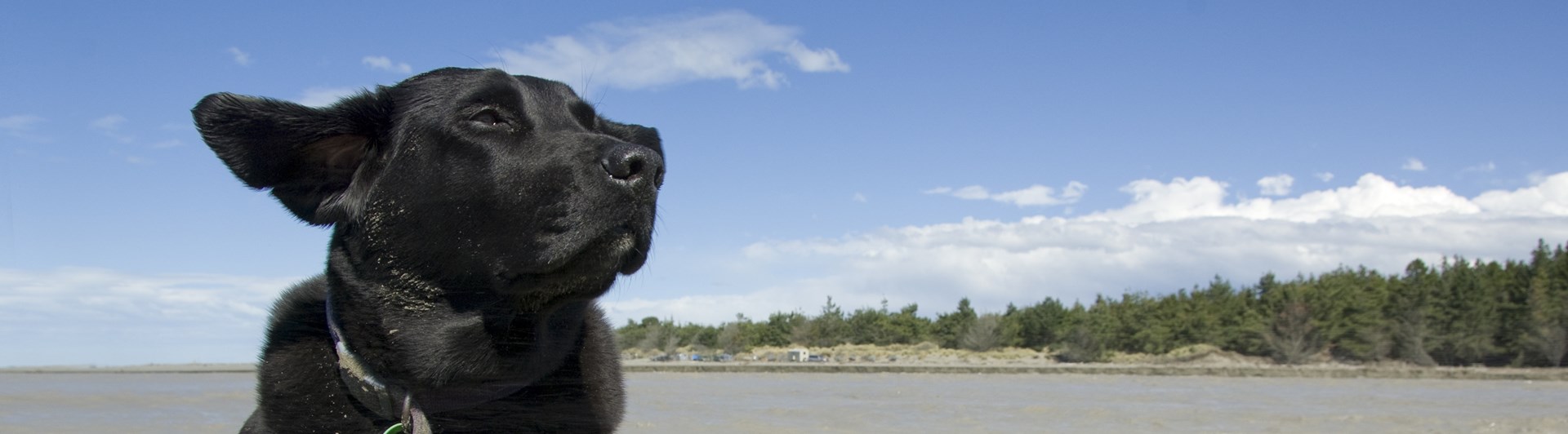 Hund som ligger på en strand.