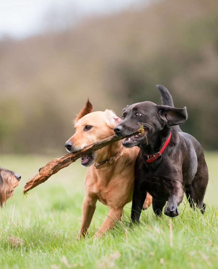 Tre hundar som leker med en pinne