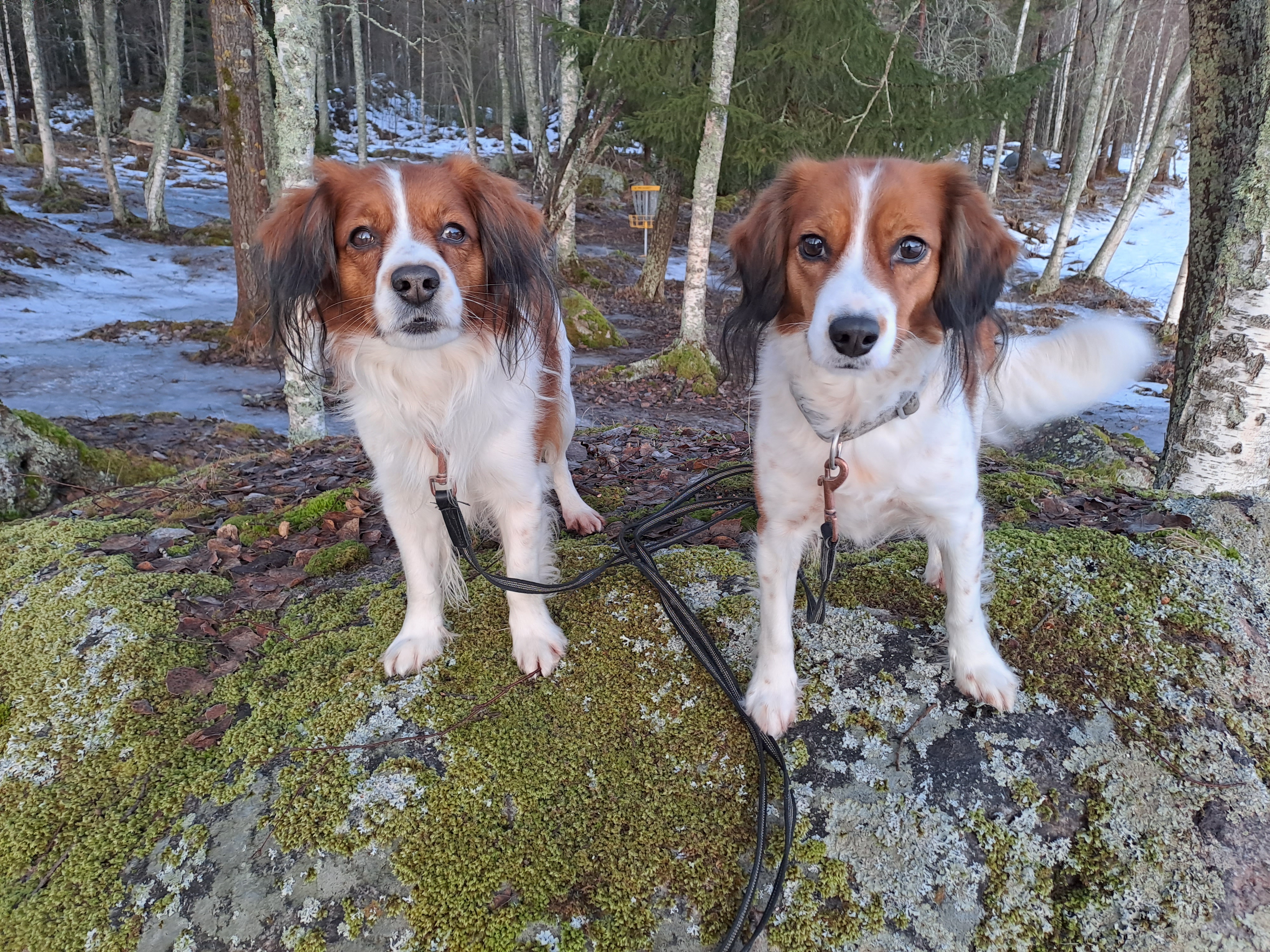 2 st Kooikar sitter på stenar i skogen