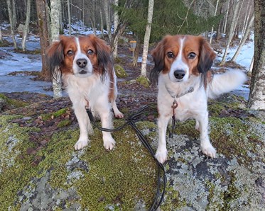 2 st Kooikar sitter på stenar i skogen