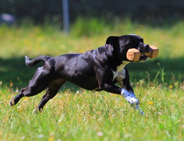 Staffordshire bullterrier som apporterar en träapport
