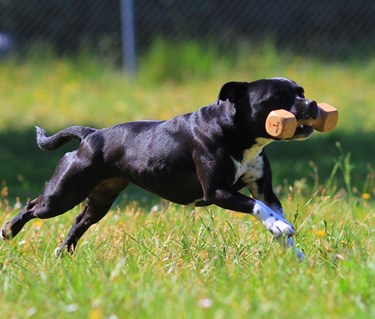 Staffordshire bullterrier som apporterar en träapport