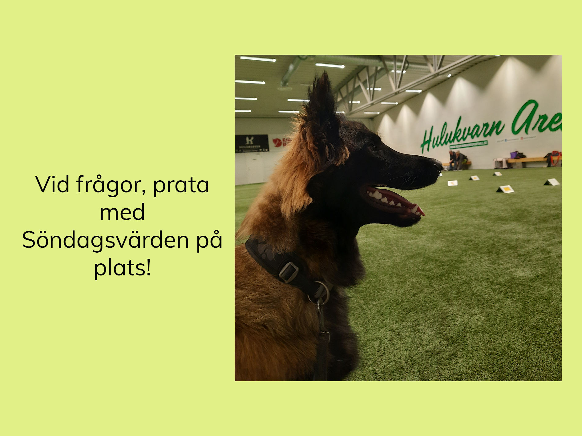 Tervueren i Hulukvarn